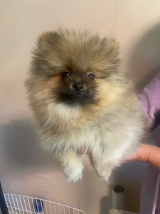 Pomeranian