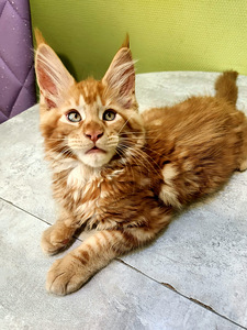 КОТЯТА МЕЙН - КУН. (4 фото из 10)