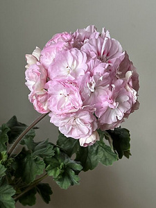 Пеларгония/Pelargoon/Pelargonium (1 фото из 10)