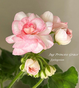 Пеларгония/Pelargoon/Pelargonium (3 фото из 10)