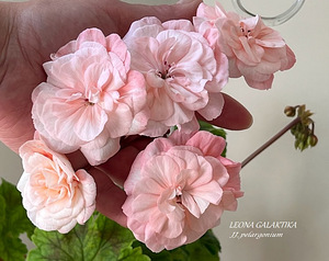 Пеларгония/Pelargoon/Pelargonium (4 фото из 10)
