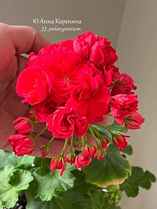 Пеларгония/Pelargoon/Pelargonium (6 фото из 10)