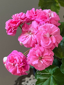 Пеларгония/Pelargoon/Pelargonium (7 фото из 10)