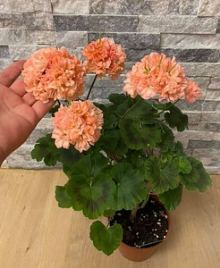 Pelargoonia/Pelargoon/Pelargonium (2 foto / 9)