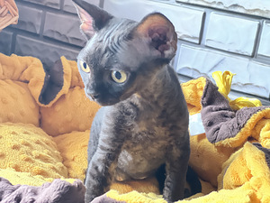 Meitene devon rex (3 foto no 10)