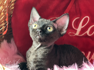 Meitene devon rex (5 foto no 10)