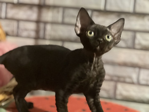 Meitene devon rex (7 foto no 10)