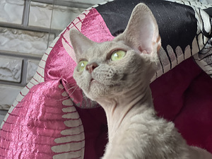 Devonas reksa meitenes kaķēni (5 foto no 10)