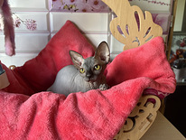 Kanādas sfinksa meitene