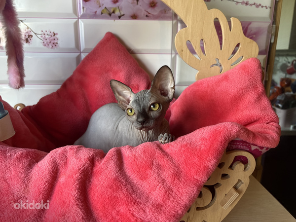 Kanādas sfinksa meitene