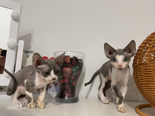 Мальчик девон рекс