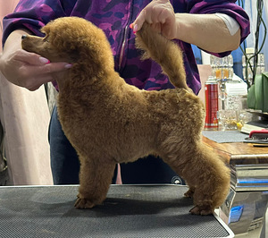TWO MINIATURE POODLE MALES AVAILABLE FOR PURCHASE (2 foto / 4)
