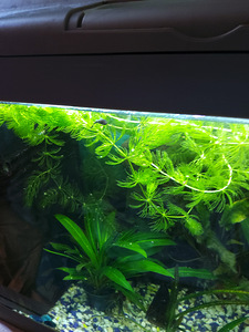 Akvaarum