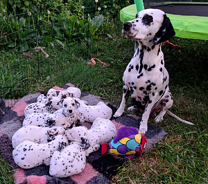 Dalmatiankoiran pennut (3 valokuva sivusta 3)