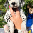 Dalmatian koiran pennut (valokuva #1)