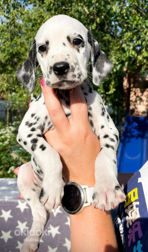 Dalmatian koiran pennut (valokuva #1)
