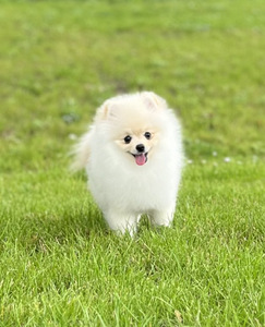 Pomeranian kutsikad (1 foto / 4)