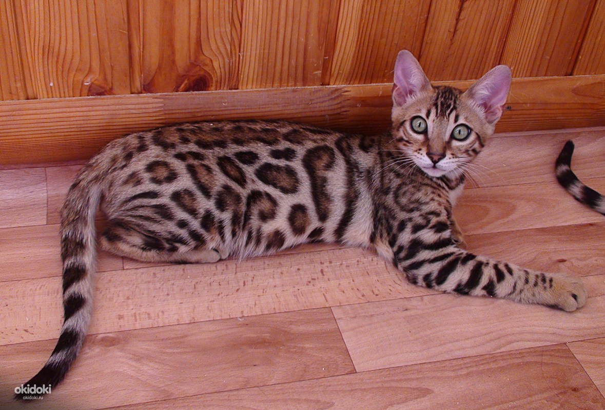 Бенгальский Кот Купить Фото