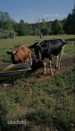 Lehmad / Коровы (фото #6)