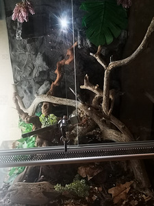 Morelia spilota (2 foto / 5)