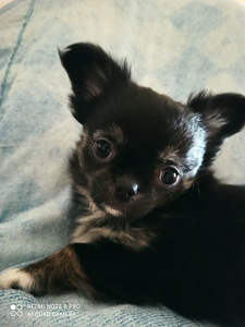 Mini chihuahua tüdruk (1 foto / 2)