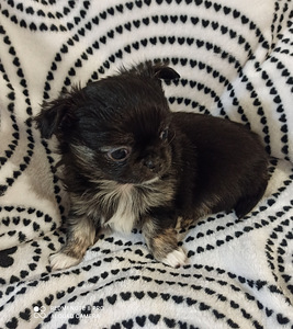 Mini chihuahua tüdruk (2 foto / 2)