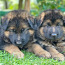 Vācu aitu suņa kucēni/ puppies of the German long-haired shepherd (foto #4)