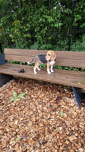 Koira Beagle tyttö 4,5 kk (1 valokuva sivusta 4)