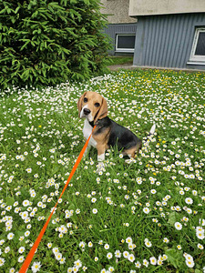 Koira Beagle tyttö 4,5 kk (2 valokuva sivusta 4)