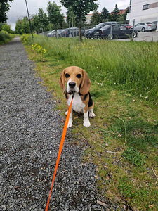 Beagle 4,5 kk (2 valokuva sivusta 4)