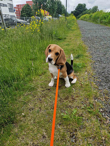 Beagle 4,5 kk (3 valokuva sivusta 4)
