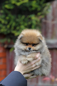 Померанский шпиц