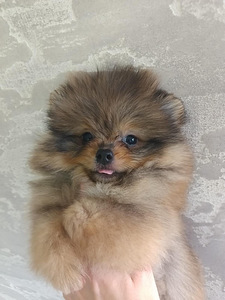 Pomeranian spitsikutsikad (4 foto / 4)