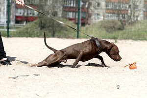 Paaritamiseks soovitan isase pitbull terjeri pitbulli