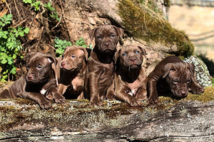 Paaritamiseks soovitan isase pitbull terjeri pitbulli (6 foto / 6)