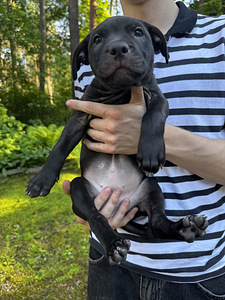 American Pitbull Terrier -pennut