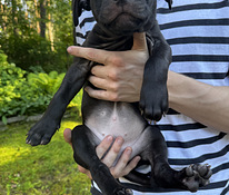 American Pitbull Terrier -pennut