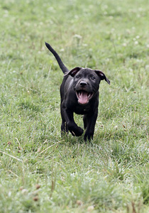 American Pitbull Terrier -pennut