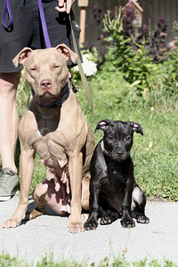 American Pitbull Terrier -pennut