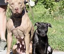 American Pitbull Terrier -pennut