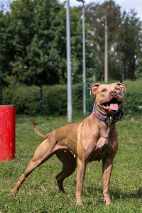 Pitbula kucēni (7 foto no 8)