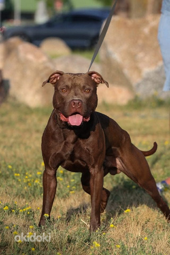 Предлагаю для вязки кобеля питбуля Siūlau kergimui pitbulį