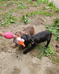 Ameerika pitbulli kutsikad (3 foto / 5)