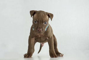 American Pit Bull Terrier -pennut kennelistä (2 valokuva sivusta 5)