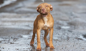 American PitBull -pennut kennelistä (3 valokuva sivusta 3)