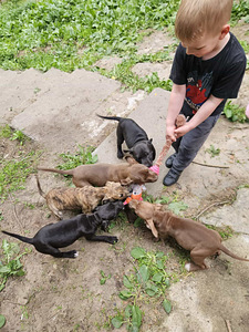 American PitBull -pennut kennelistä (2 valokuva sivusta 5)