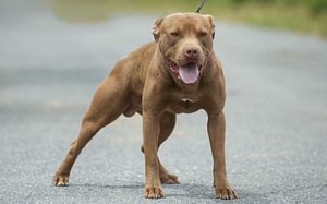 American PitBull -pennut kennelistä (4 valokuva sivusta 5)