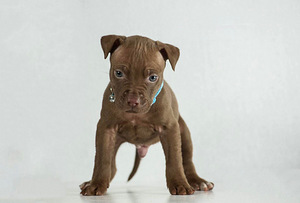 Pitbulio šuniukai (2 nuotrauka iš 6)