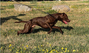 Pitbulio šuniukai (4 nuotrauka iš 6)