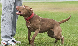 Pitbulio šuniukai (5 nuotrauka iš 6)